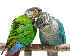 parrots- Nitsa P - Gratis geanimeerde GIF
