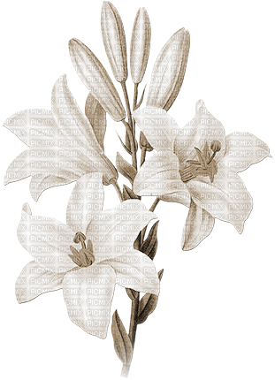 soave deco branch flowers spring lilies sepia - безплатен png