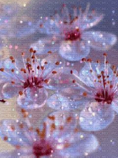 Background Spring Blossom - GIF animate gratis