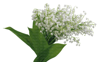 flowers lily of the valley bp - darmowe png