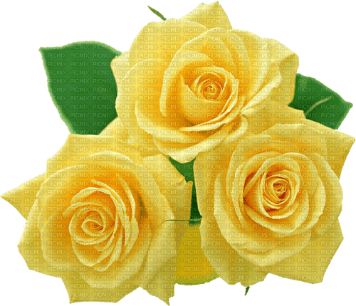 yellow roses 2 - png gratuito