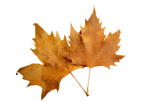 leaves blatt fall autumn feuille leaf - ingyenes png
