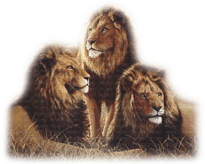 patymirabelle animaux lions - безплатен png