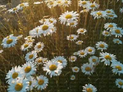 Flowers.Daisies.Fleurs.Spring.Victoriabea - GIF animado grátis