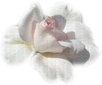 rose blanche.Cheyenne63 - PNG gratuit