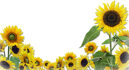 soave deco flowers sunflowers border field yellow - фрее пнг