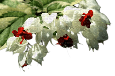 fleur blanche.Cheyenne63 - ücretsiz png