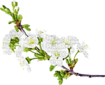 цветыгуля - png grátis