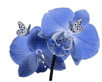 Salomelinda fleur ! - PNG gratuit
