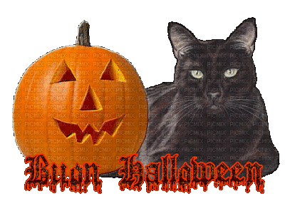 laurachan cat halloween - GIF animasi gratis