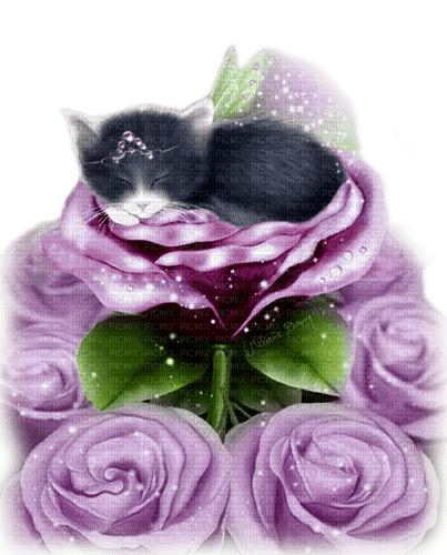 Kitten.Fairy.Roses.Fantasy.Purple - KittyKatLuv65 - PNG gratuit