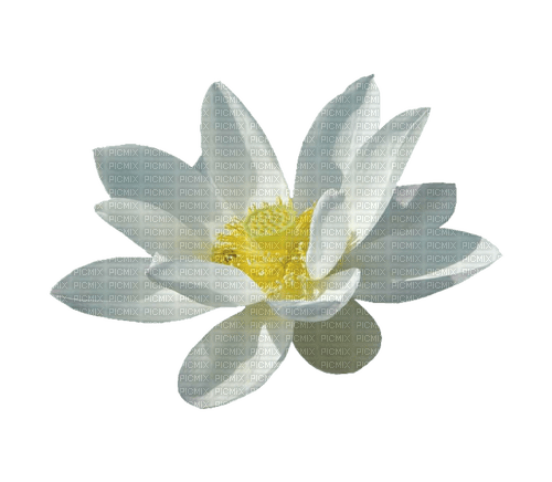 Lotus - Free PNG