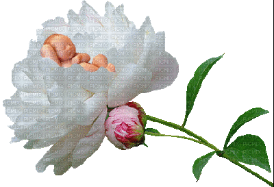 Baby-flower - Animovaný GIF zadarmo