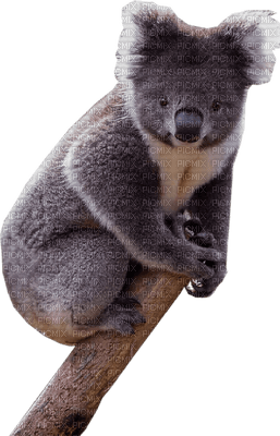 Australia animals koala bp - besplatni png