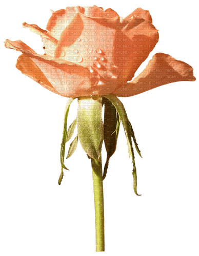 autumn flower rose orange pink kikkapink - PNG gratuit