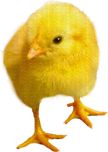 Chick.Yellow.Orange - besplatni png