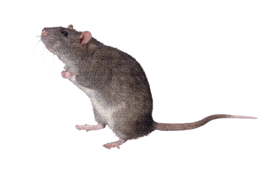 mouse katrin - zdarma png