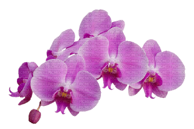 orchids  purple bp - бесплатно png