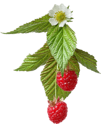 Raspberries - png gratis