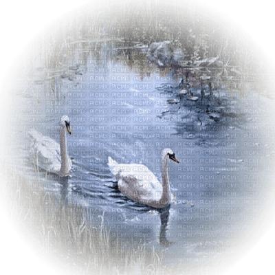 swans lake cygne lac - png gratis