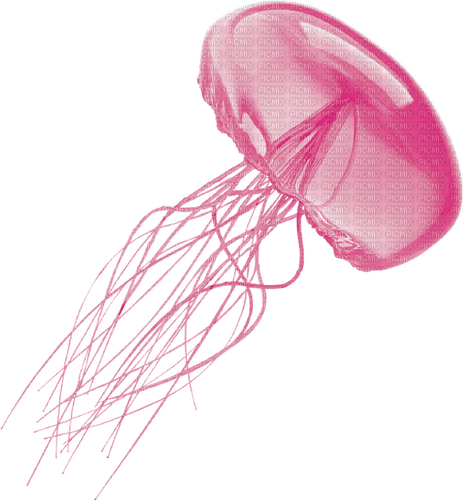 pink jellyfish Bb2 - PNG gratuit