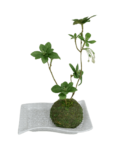 Plante - kostenlos png
