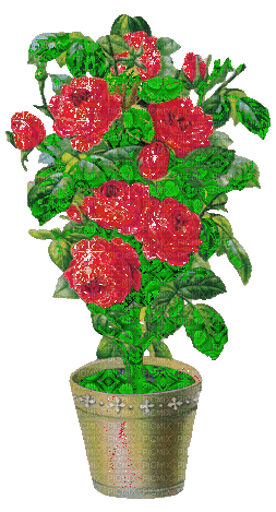 pot red roses - Безплатен анимиран GIF