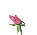 pink rose blooming - GIF animado gratis