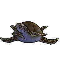 turtle bp - GIF animado gratis