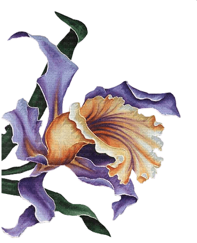 orquidea - ilmainen png