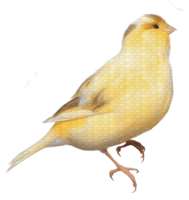 Kaz_Creations Birds Bird - nemokama png