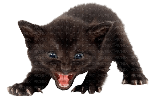 Tube Animaux Chat - png gratis