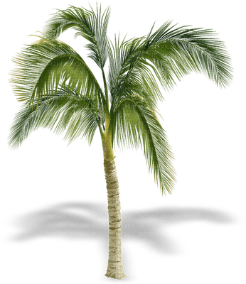 palmera - besplatni png