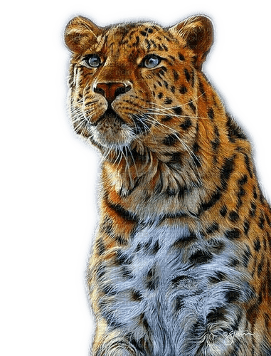 Rena Leopard Cat Katze Animal Tier - 無料png
