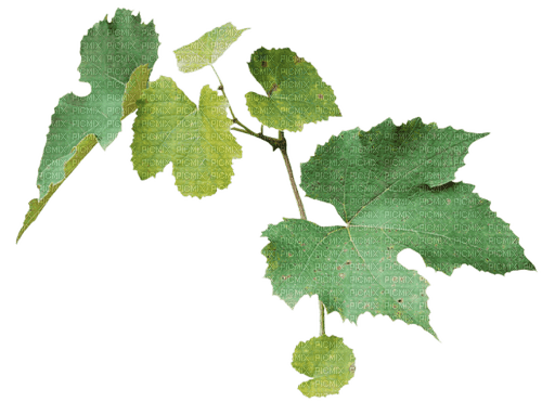 Виноградные листья - bezmaksas png