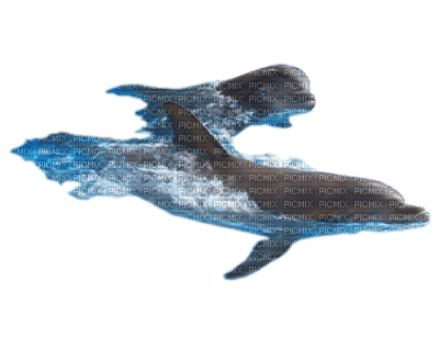 Dolphins - bezmaksas png