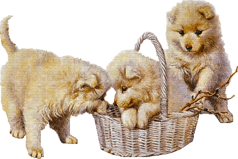 dolceluna dog dogs spring beige - Zdarma animovaný GIF