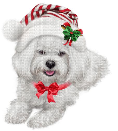 loly33 chien noël - 免费PNG