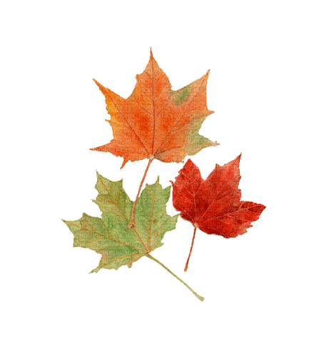 autumn leaves Bb2 - 免费PNG