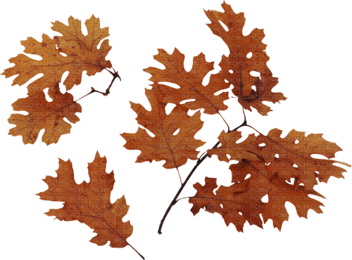 fall autumn leaf leaves feuille - png ฟรี