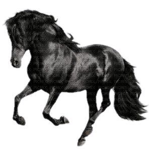 CHEVAL - δωρεάν png