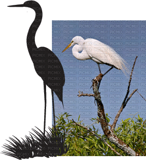 crane birds bp - Darmowy animowany GIF