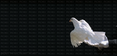 White Dove - Darmowy animowany GIF