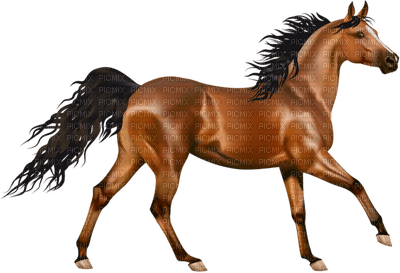 horse - kostenlos png