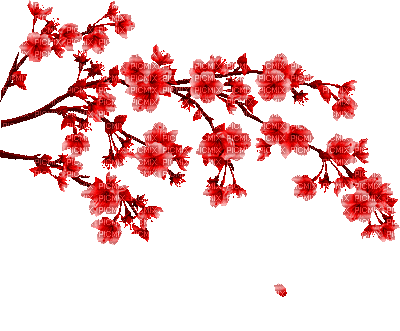 Сакура - Bezmaksas animēts GIF