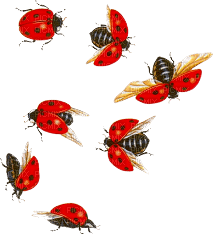 soave deco ladybug - Free PNG