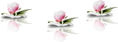 flowers anastasia - фрее пнг