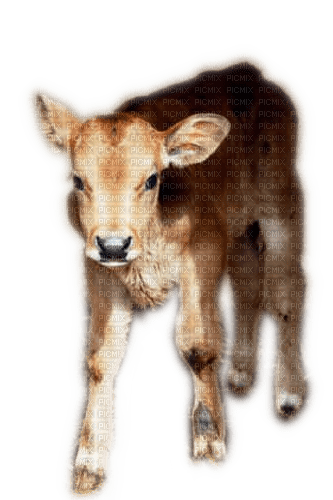 Rena Kalb Animal Tier - бесплатно png