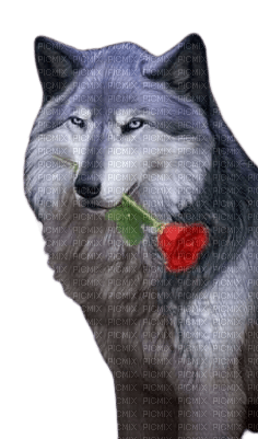 Loup avec rose - PNG gratuit