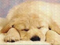chiot - zadarmo png